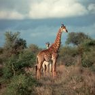 Auch Giraffenkinder sind schüchtern