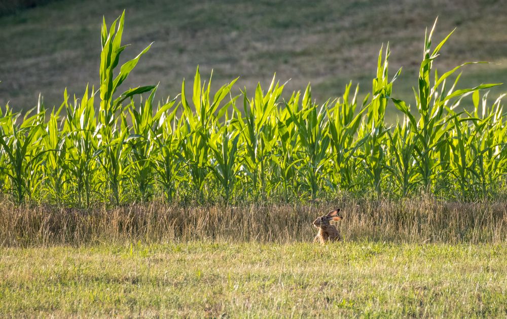 "Auch Glühohr-Hasi wollt nicht so wie ich"