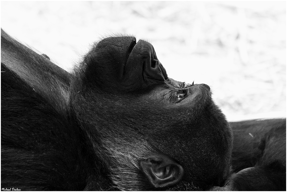 Auch Gorilla-Damen haben Träume...