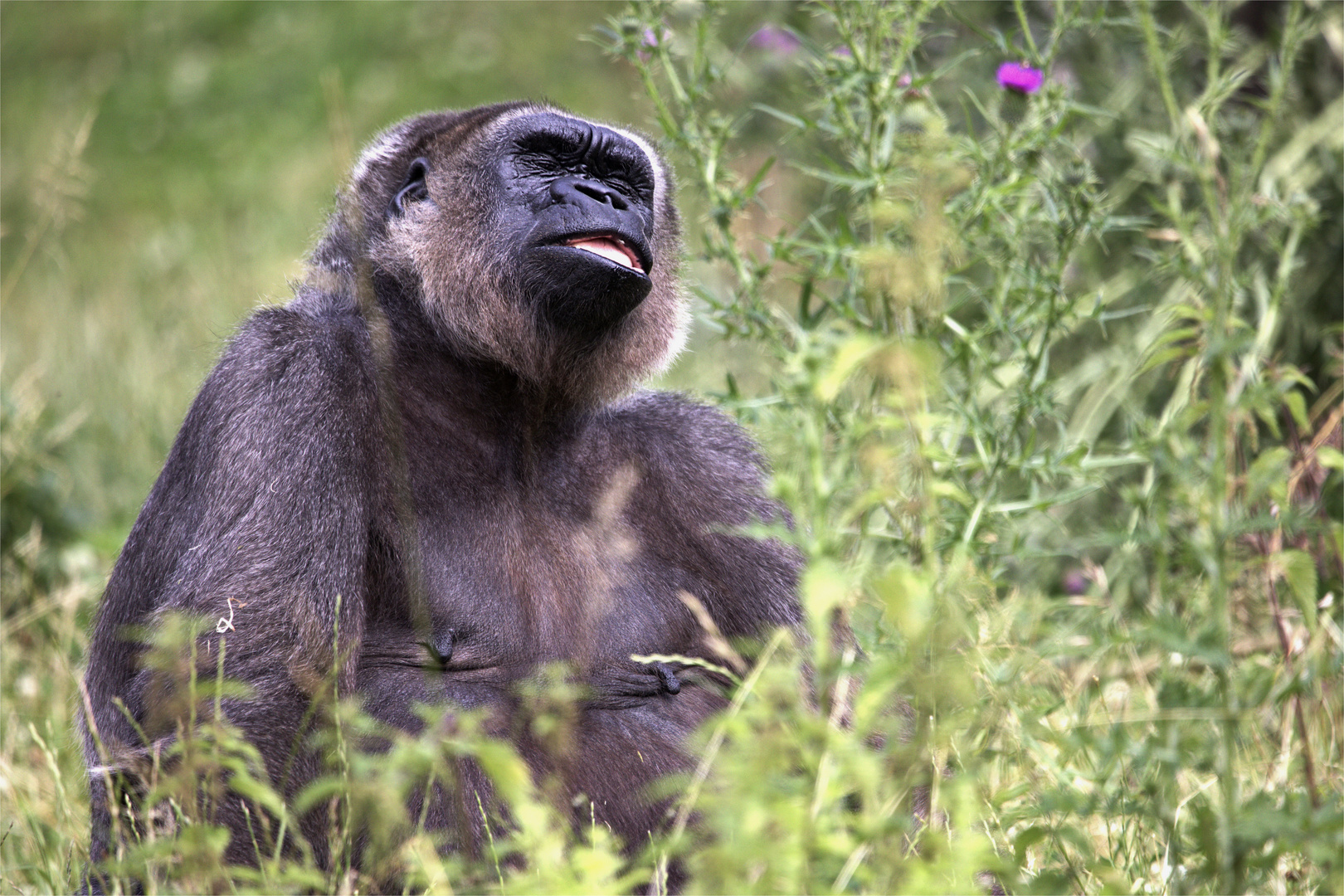 Auch Gorillas können fliegen