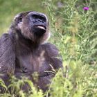 Auch Gorillas können fliegen