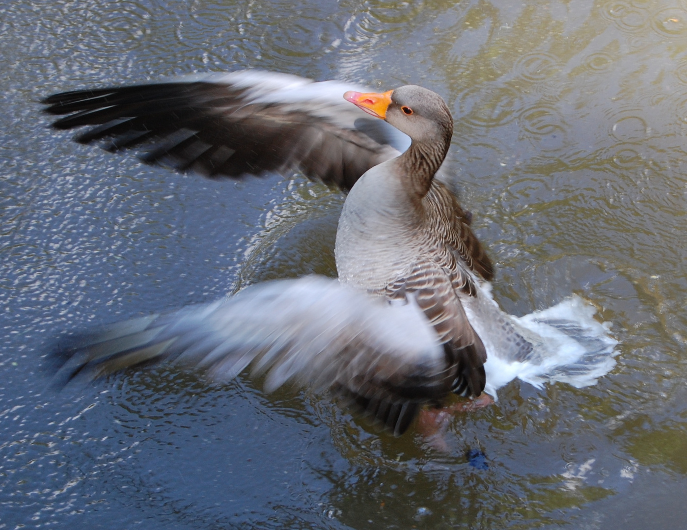 Auch graue Gänse können elegant wirken!