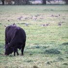 Auch Graugänse rasten in Linum