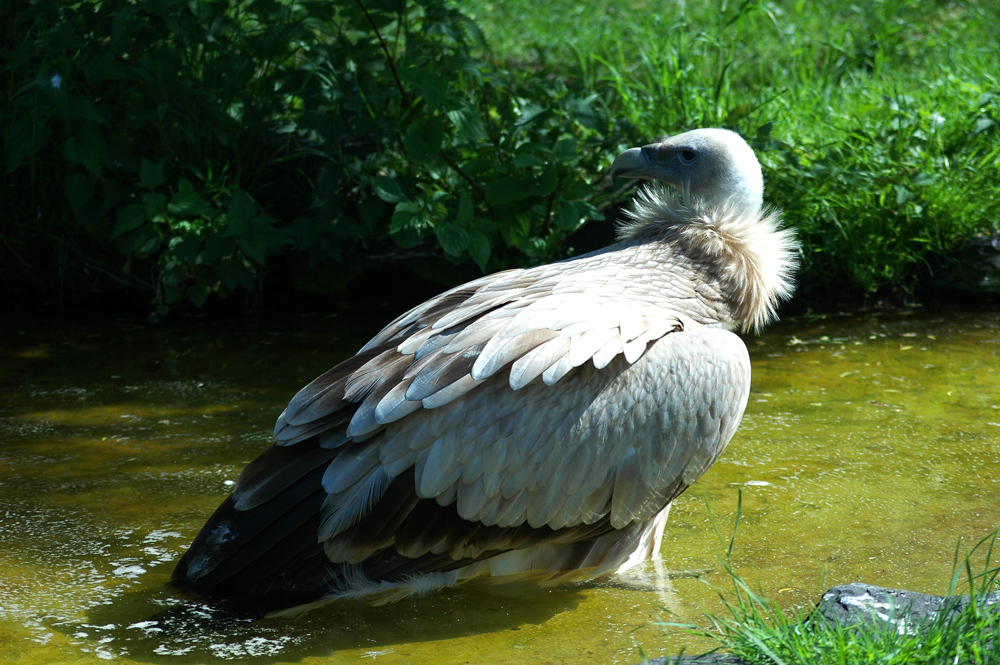 Auch Greifvögel brauchen mal Kühlung