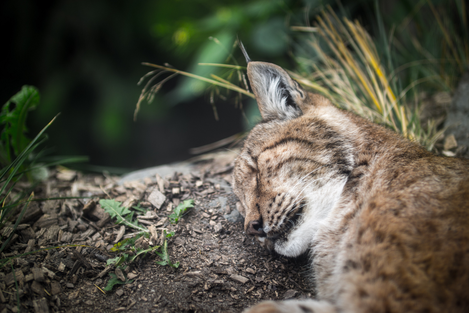 Auch große Katzen ruhen mal