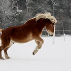 Auch Haflinger haben manchmal Temprament.....