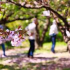 Auch Hanami braucht Pflege