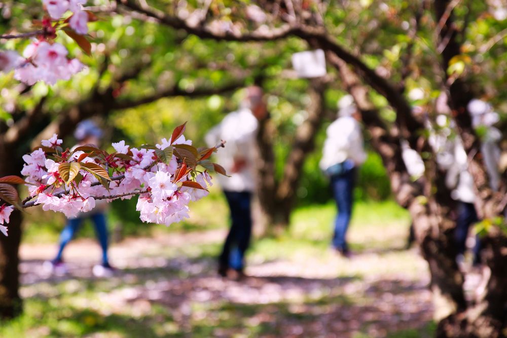 Auch Hanami braucht Pflege