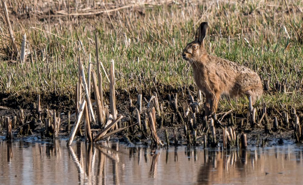 "Auch Hasi braucht mal nen kühlen Schluck"