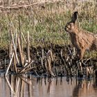 "Auch Hasi braucht mal nen kühlen Schluck"