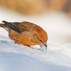 Auch Herr Fichtenkreuzschnabel liebt den Schnee!