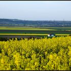 Auch heuer wieder: gelb-grün