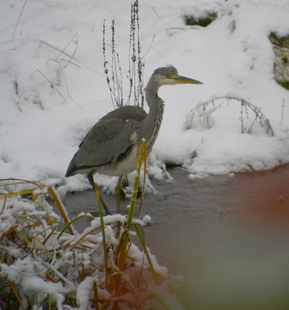 Auch hier ist der Teich zugefroren. Foto & Bild schnee, natur, tiere