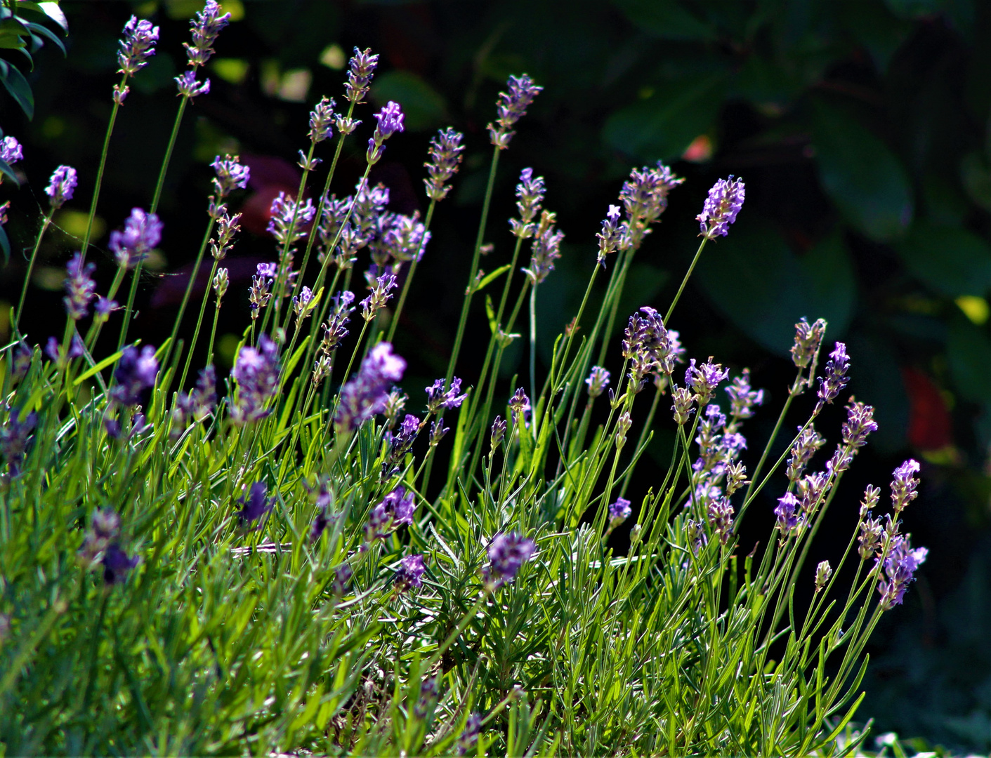 auch hier ist er jetzt aller Orten zu sehen der Lavendel, 