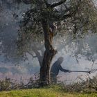 auch hier qualmt es - der Olivenschnitt wird verbrannt