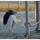 Auch Hindernisspringen will geübt sein