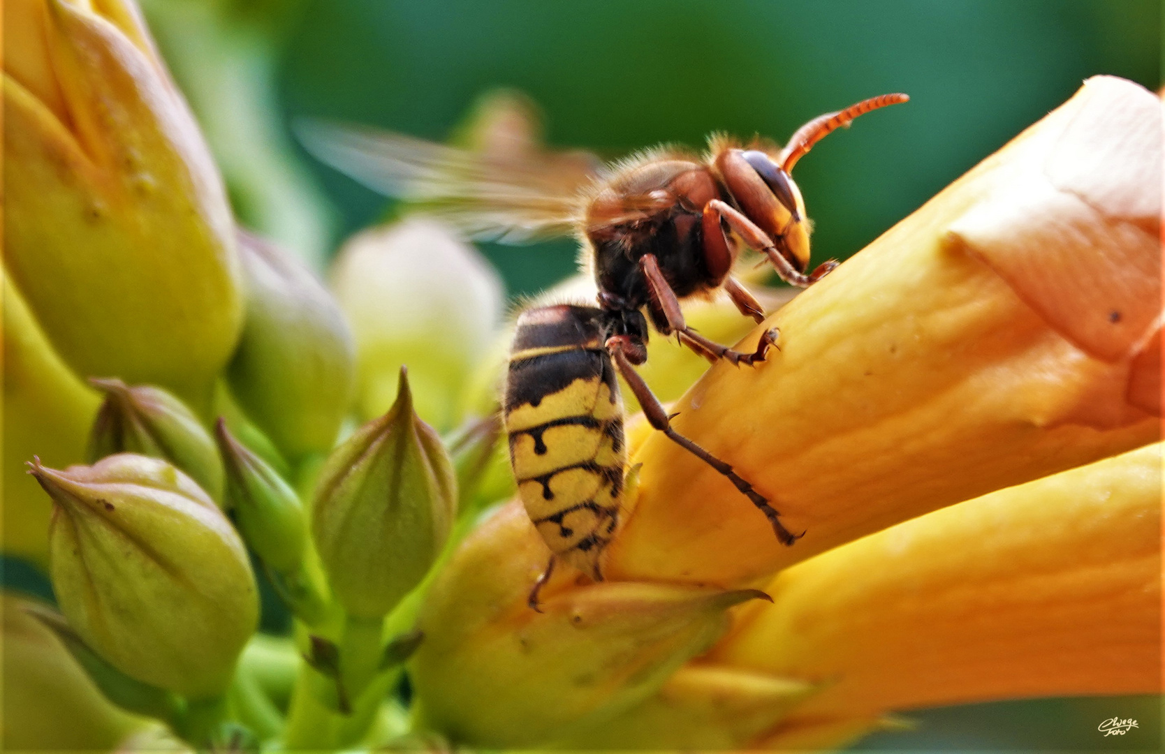 Auch Hornissen mögen die Trompetenblumen