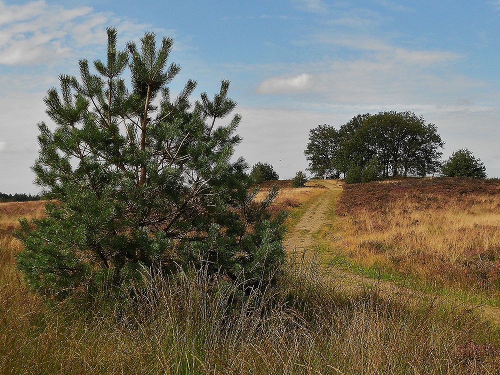 Auch Hügel gibt es in der Heide