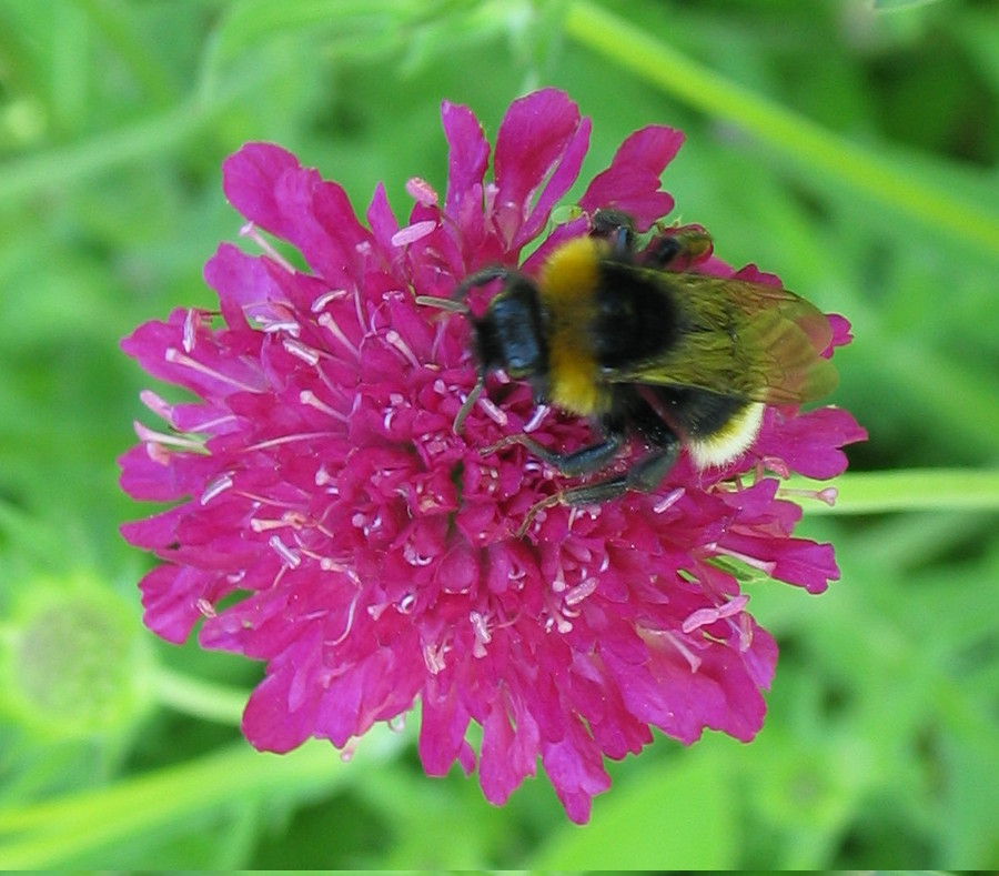 Auch Hummeln können bienenfleißig sein