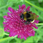 Auch Hummeln können bienenfleißig sein