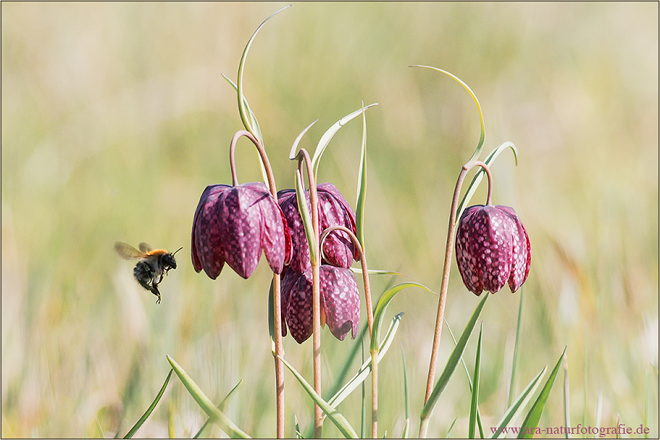 Auch Hummeln mögen Schachbrettblumen