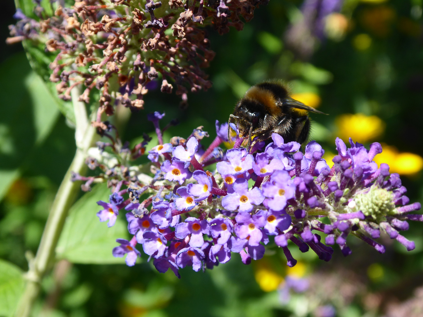 Auch Hummeln mögen Sommerflieder