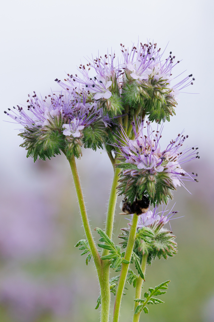 auch Hummeln schlafen gern am Bienenfreund