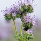 auch Hummeln schlafen gern am Bienenfreund