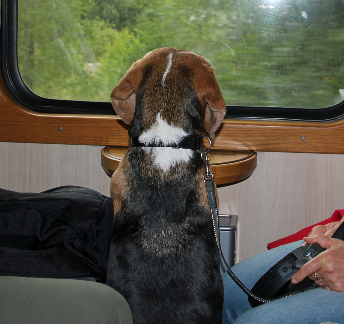 Auch Hunde fahren gern mit der Bahn und genießen den Ausblick auf die Landschaft