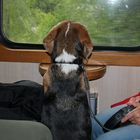 Auch Hunde fahren gern mit der Bahn und genießen den Ausblick auf die Landschaft