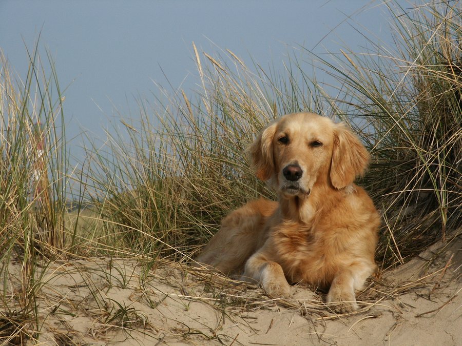 Auch Hunde fahren in den Urlaub ....