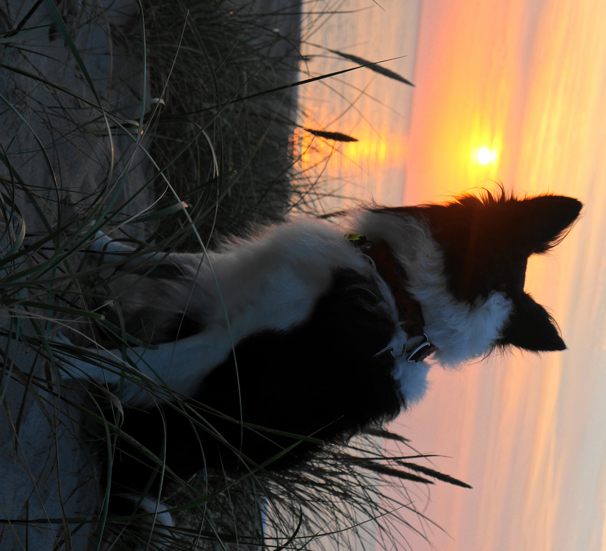 Auch Hunde gefällt der Dänische Sonnenuntergang