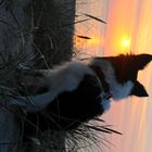 Auch Hunde gefällt der Dänische Sonnenuntergang