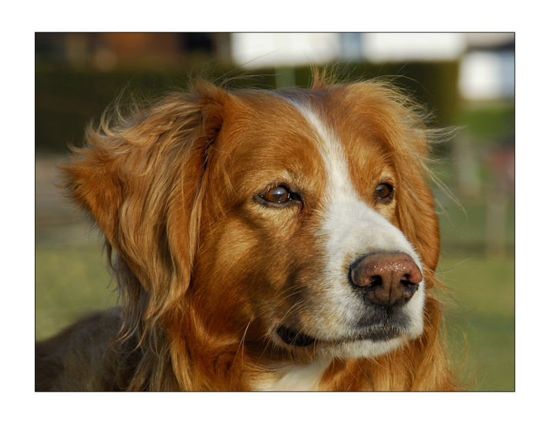 Auch Hunde genießen Sonnenuntergänge