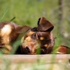 Auch Hunde können die Frühjahrsmüdigkeit empfinden