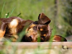 Auch Hunde können die Frühjahrsmüdigkeit empfinden