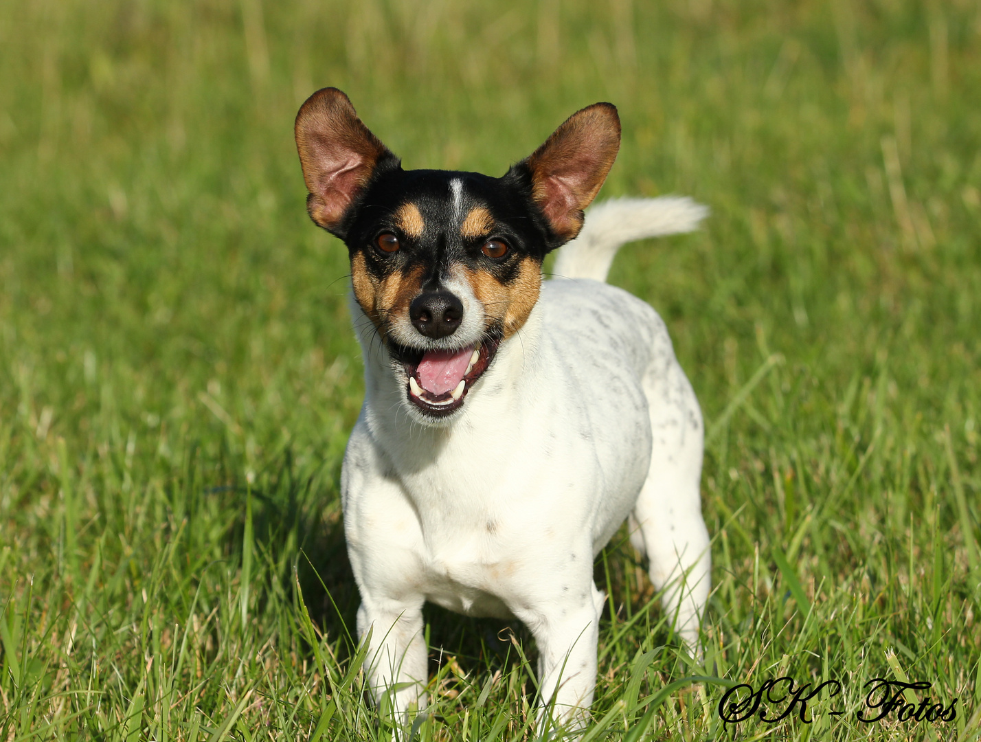 "Auch Hunde können lachen"