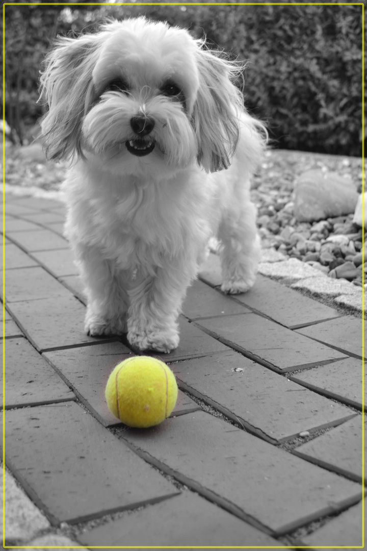 Auch Hunde können Tennis spielen !