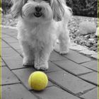 Auch Hunde können Tennis spielen !