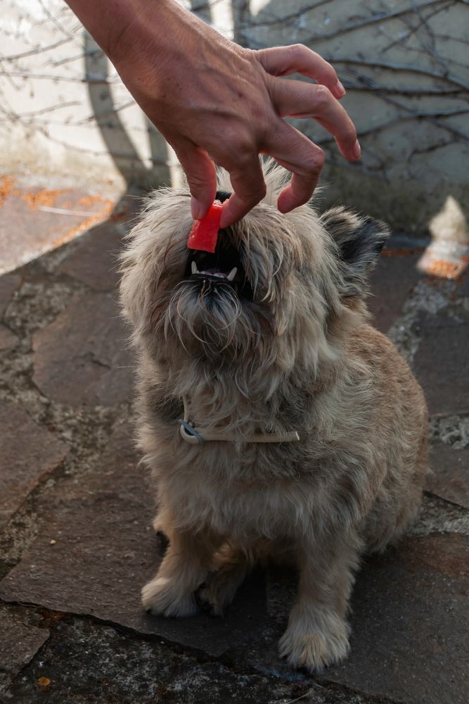 Auch Hunde können Vegetarier sein....