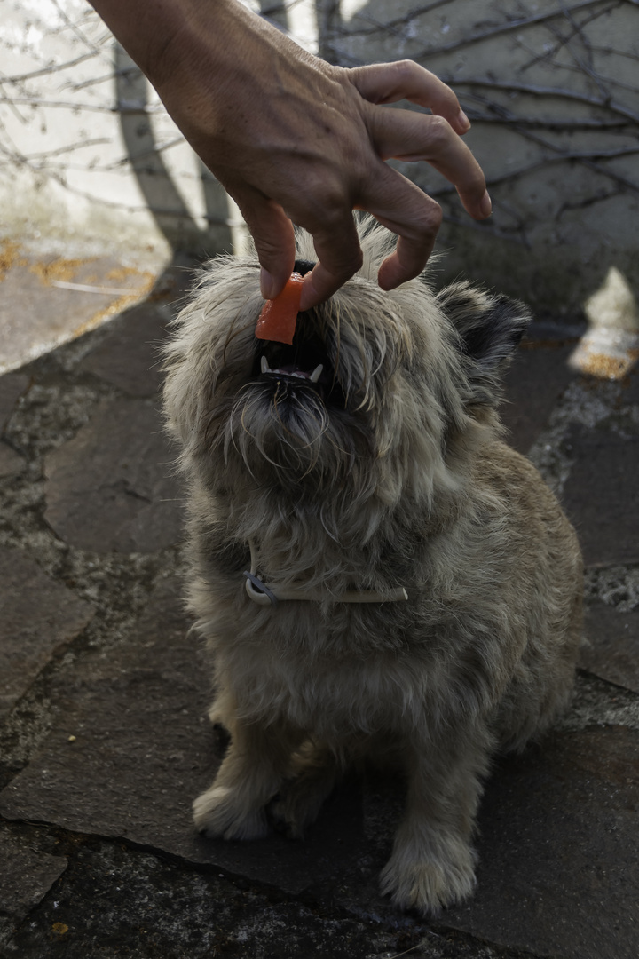 Auch Hunde können Vegetarier sein....