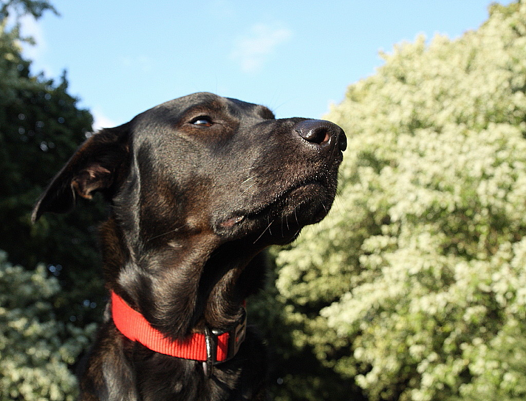 Auch Hunde mögen die Sonne