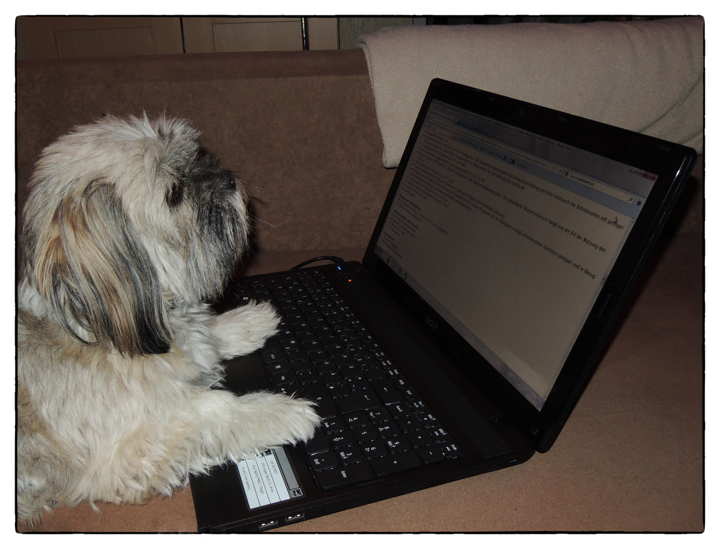 Auch Hunde nutzen Laptops