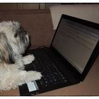 Auch Hunde nutzen Laptops