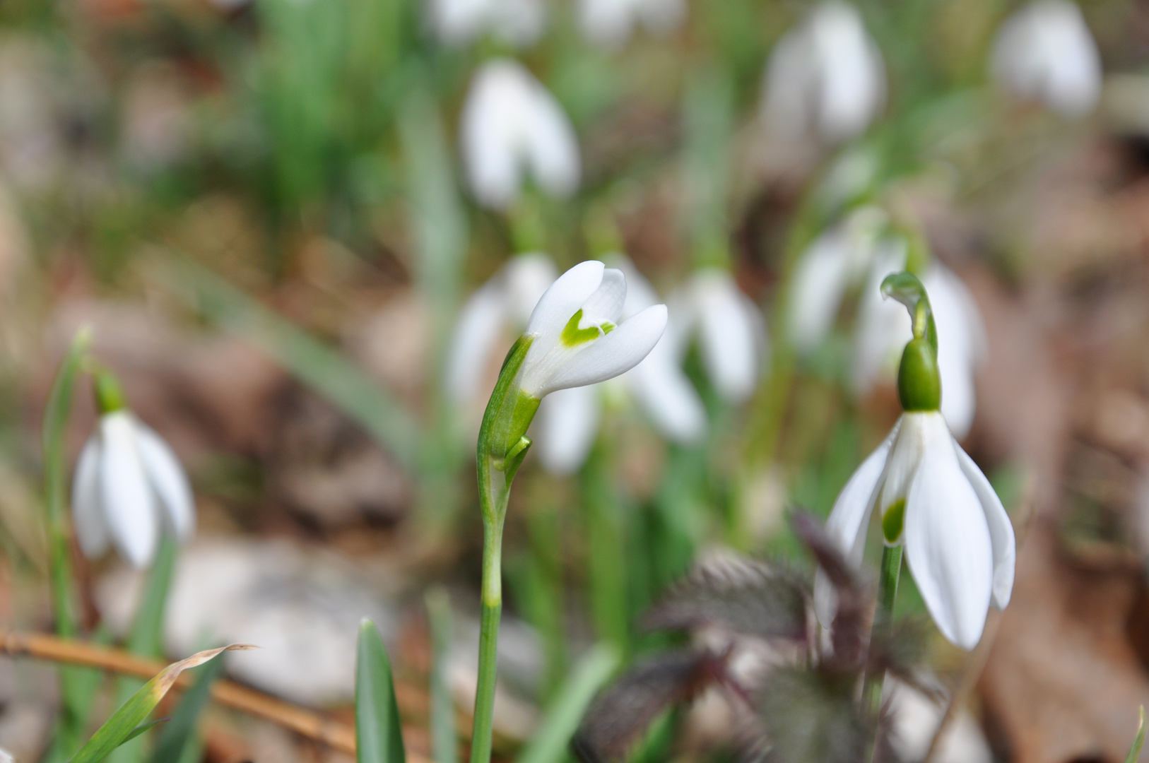 Auch ich bin dem Frühling angetan...