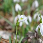 Auch ich bin dem Frühling angetan...