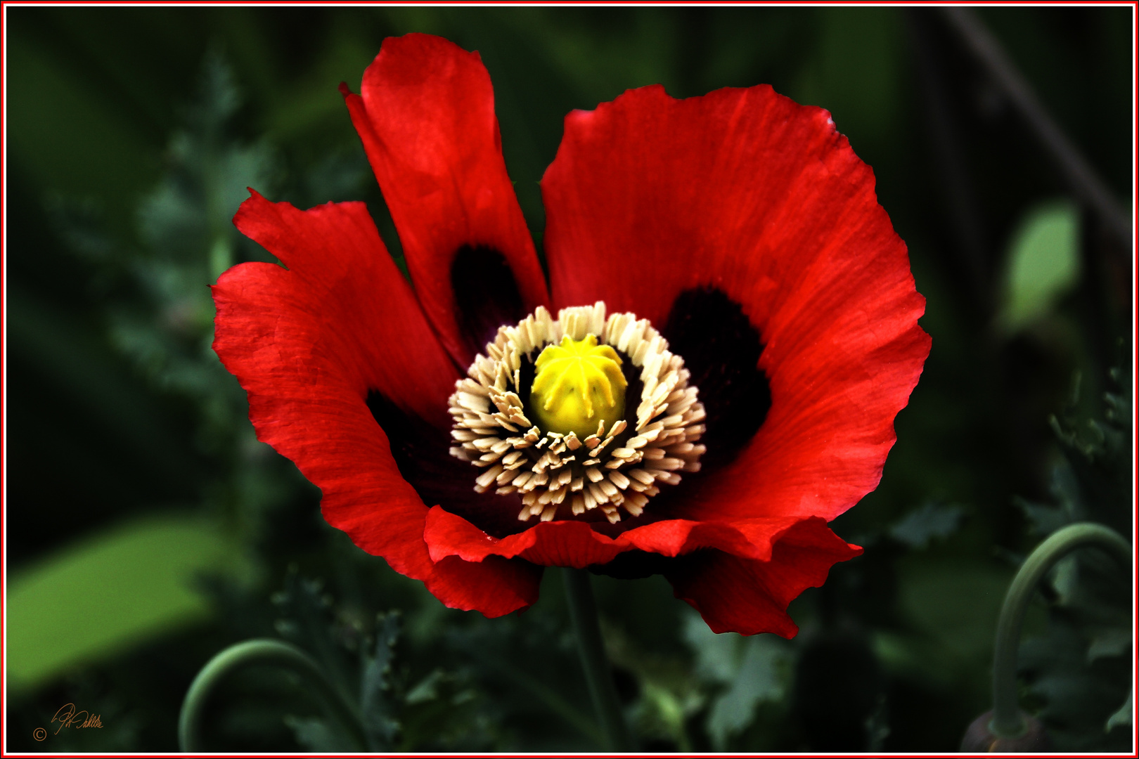 ..." auch ich bin ein ...  Mittwochsblümchen 03.06.2020