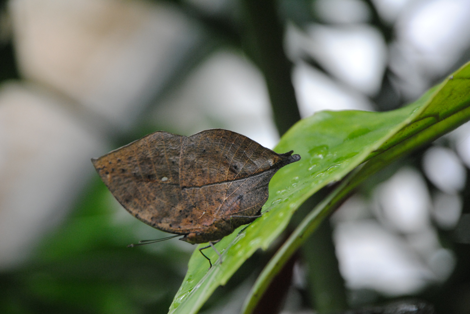 Auch ich bin ein Schmetterling