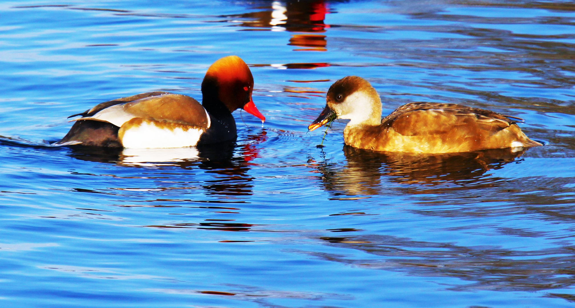 auch ich bin eine Ente