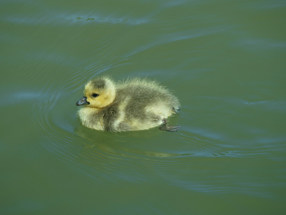 Auch ich erzeuge schon eine Bugwelle auf dem Nord-Ostsee-Kanal.